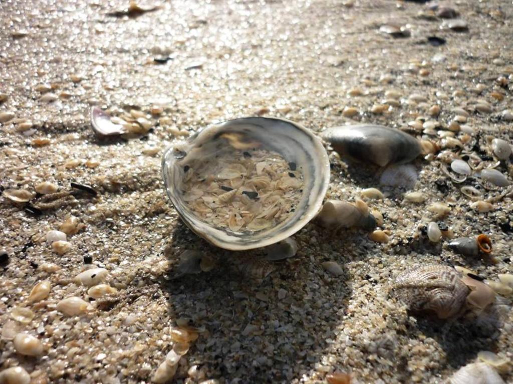 Hotel Zani Cervia Kültér fotó